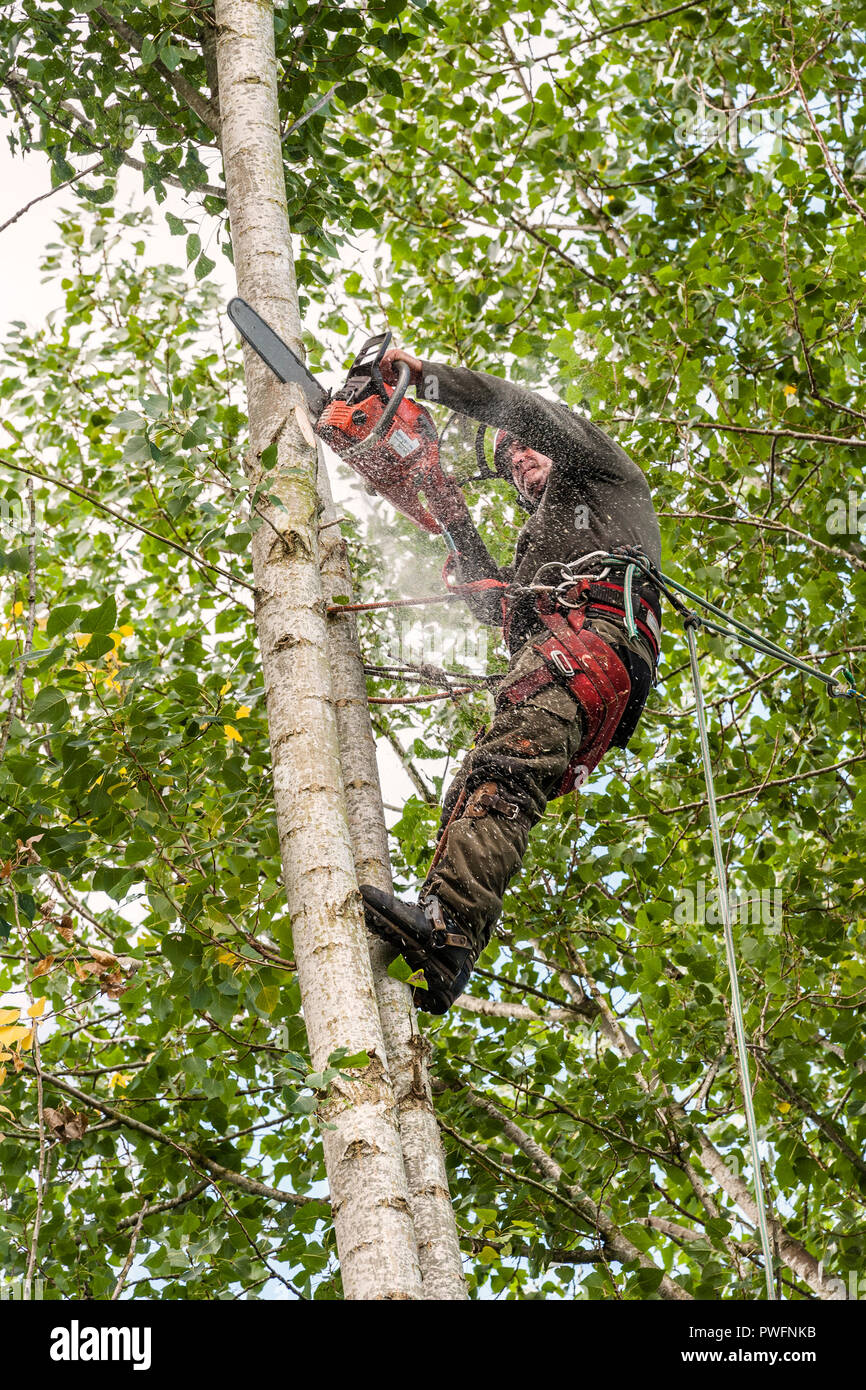 UK. Ein Baum Chirurgen (baumzüchter) bei der Arbeit das Fällen einer Pappel Stockfoto