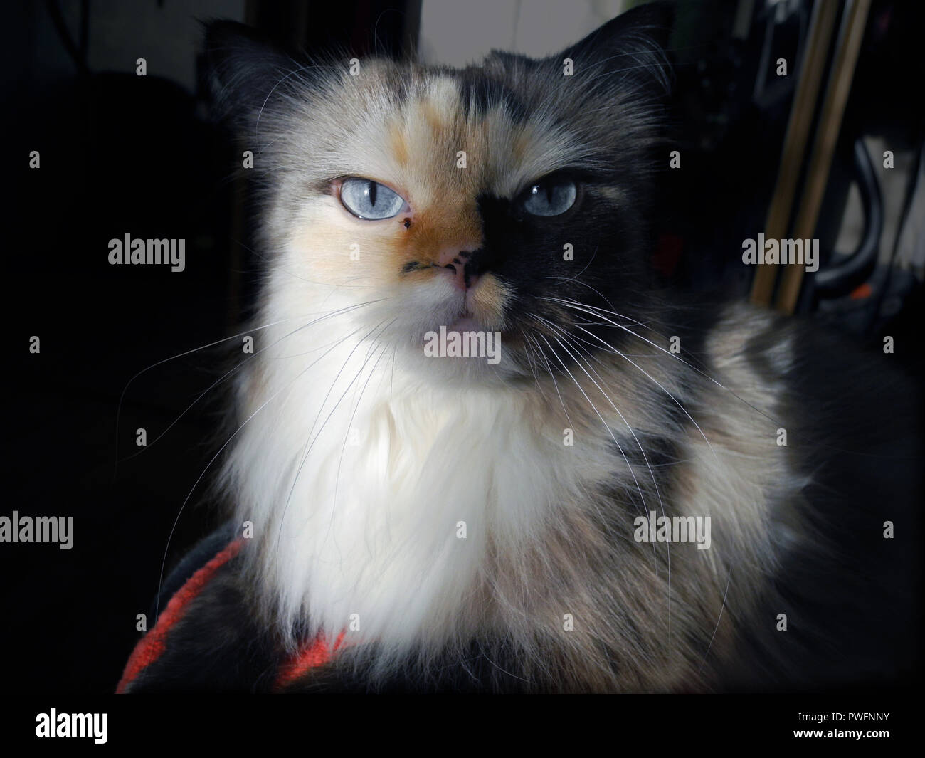 Katze mit kosmischen blauen Augen schaut auf Kamera Stockfoto