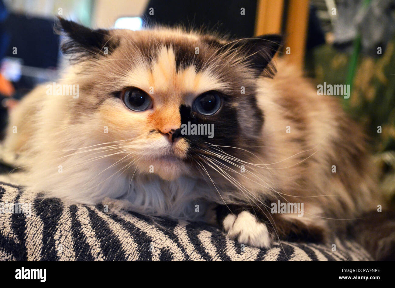 Katze mit kosmischen blauen Augen schaut auf Kamera Stockfoto