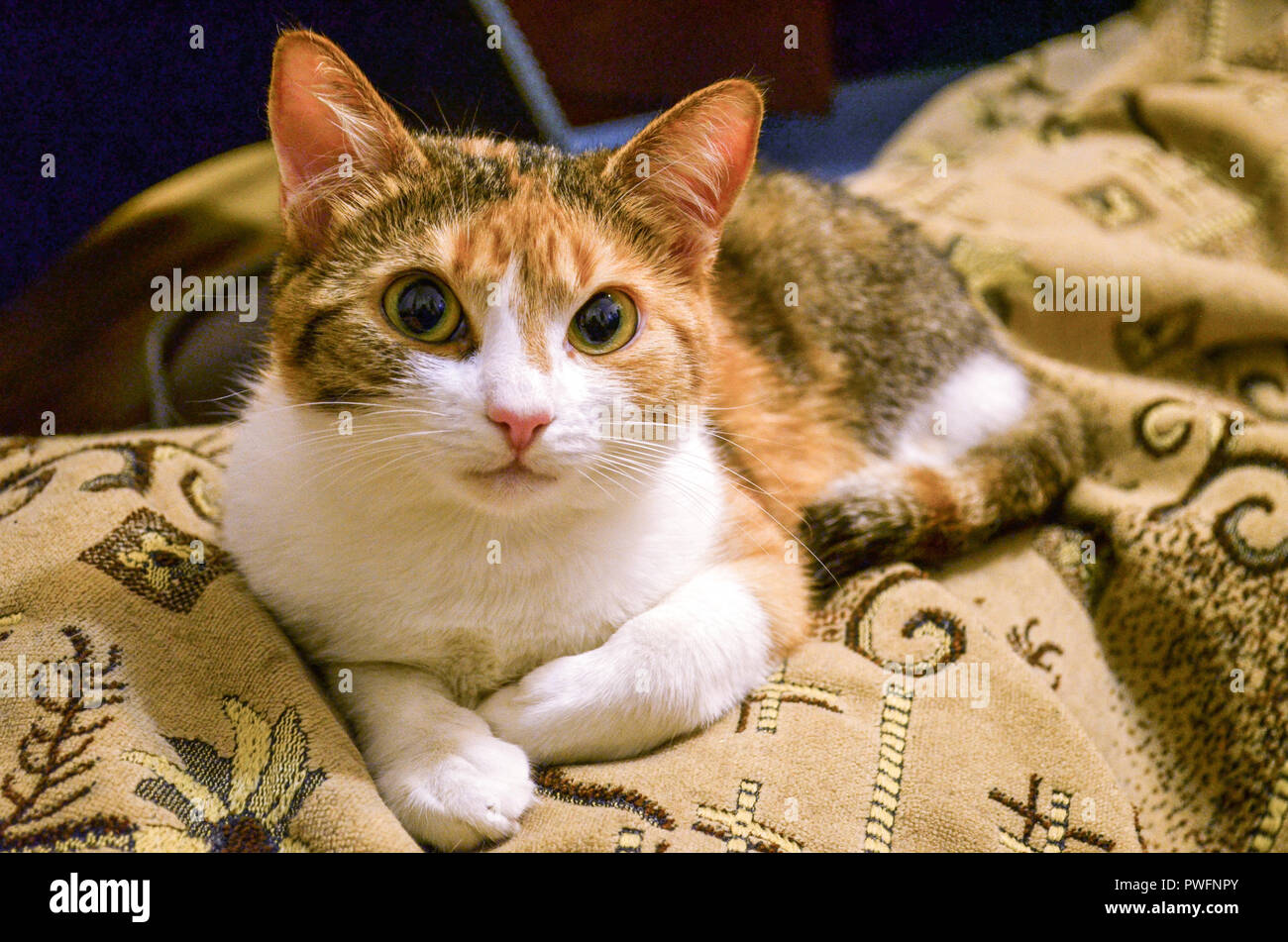 Ginger cat mit orangefarbenen Augen schaut auf Kamera Nahaufnahme. Stockfoto
