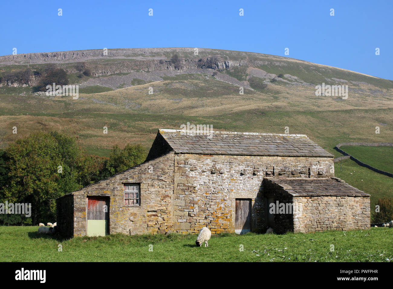 Feld Scheune, lokal als cowhouse (oder Kuh"), in der Nähe von Muker, Swaledale, North Yorkshire, England bekannt. Die Scheune befindet sich in einer grünen Wiese mit Schafen. Stockfoto