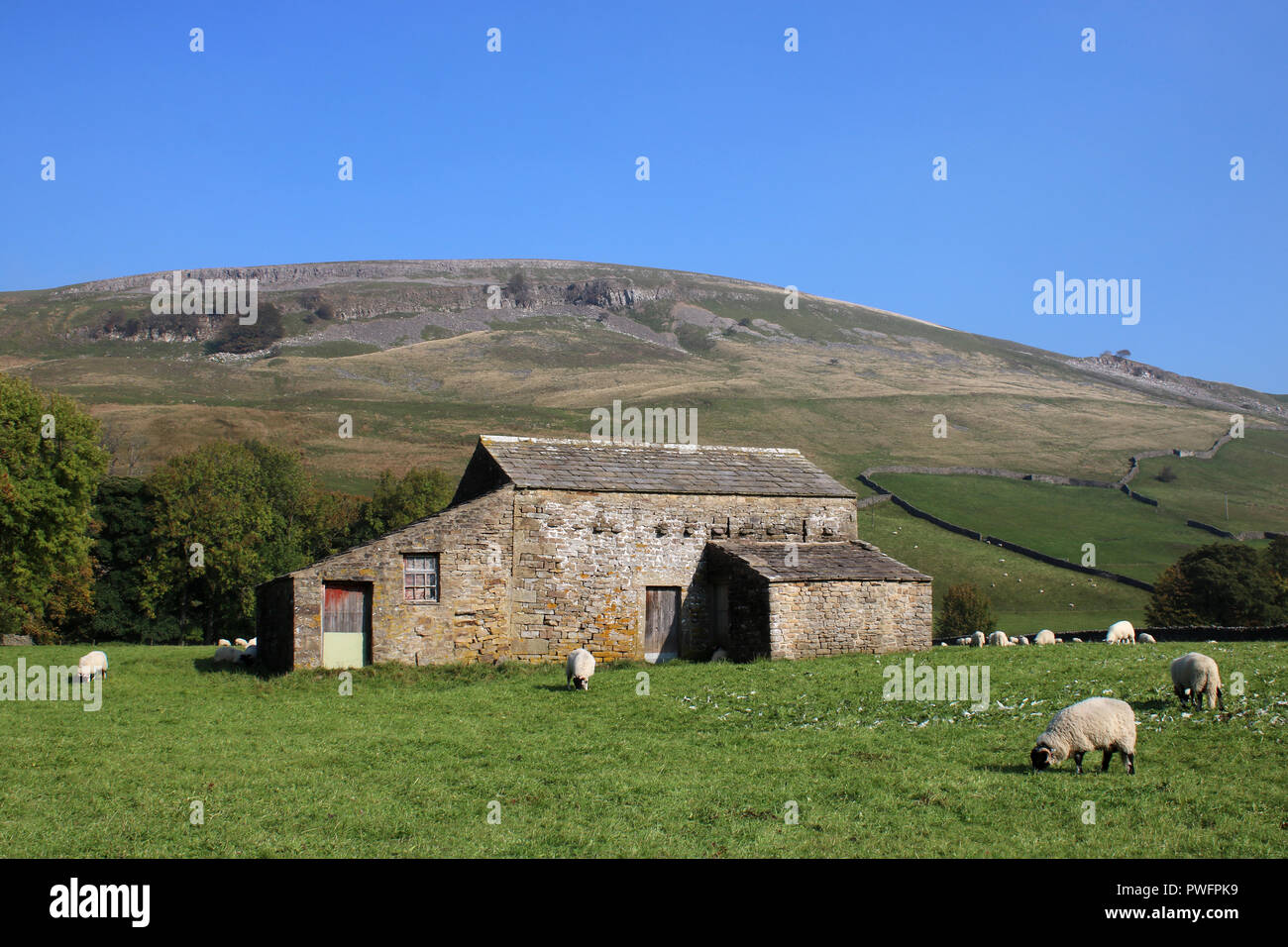 Feld Scheune, lokal als cowhouse (oder Kuh"), in der Nähe von Muker, Swaledale, North Yorkshire, England bekannt. Die Scheune befindet sich in einer grünen Wiese mit Schafen. Stockfoto