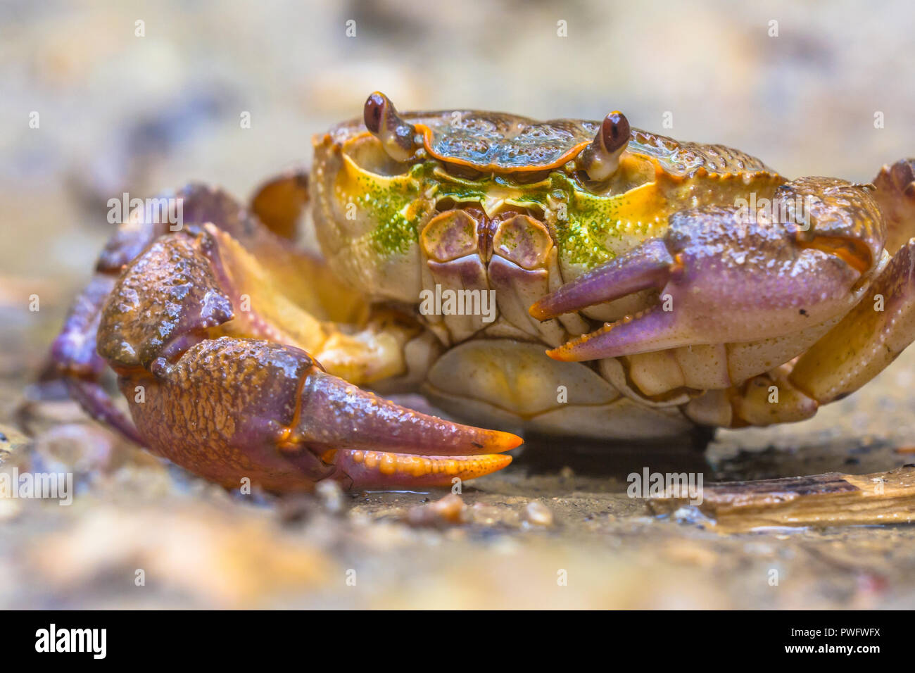 Krabben in der Nähe von europäischen Süßwasser-Krebse (Potamon fluviatile) auf hellen Hintergrund Stockfoto