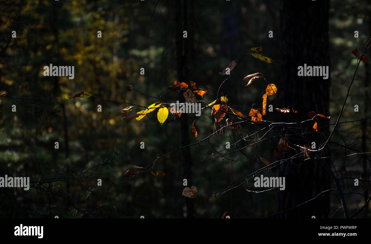 Licht der Hoffnung Konzept: leuchtende Blätter im Sonnenlicht in eine dunkle Geheimnisvolle Fantasy Forest. Herbst, Herbst buntes Laub Stockfoto