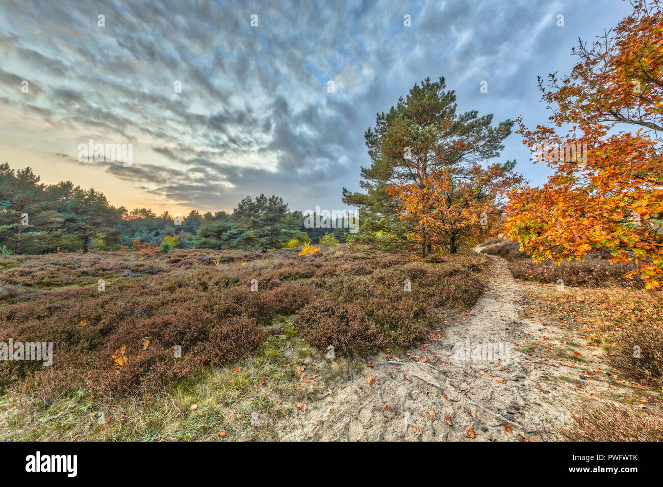 Pfad durch Herbst Heide Landschaft mit bunten Blätter an den Bäumen in Drenthe, Niederlande Stockfoto