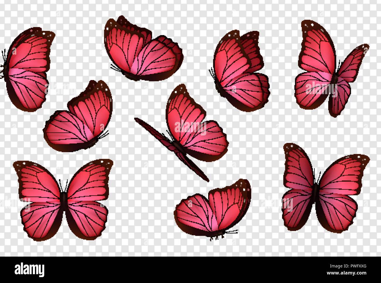 Schmetterling Vektor Rosa Isoliert Schmetterlinge Insekten Mit Hellen Farbung Auf Transparentem Hintergrund Stock Vektorgrafik Alamy