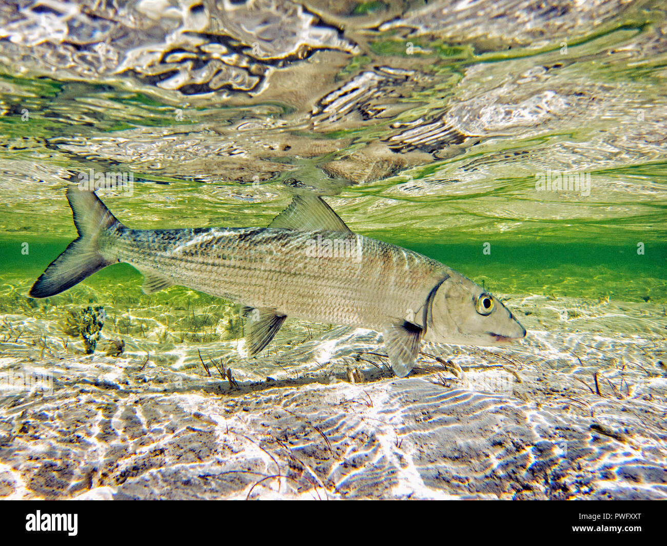 Szene aus Salzwasser Fliegenfischen für bonefish und Tarpon, roosterfish, Mahi Mahi, Thunfisch, Makrele, und ermöglichen. Stockfoto