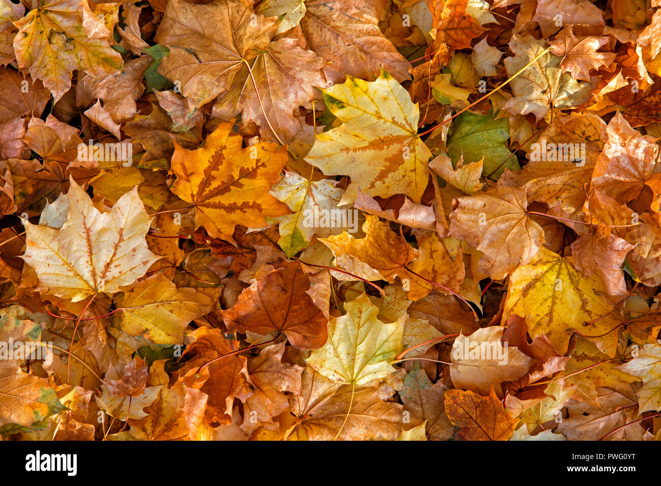 Herbst in Boulder, Colorado, USA Stockfoto Herbst in Boulder, Colorado, USA Stockfoto