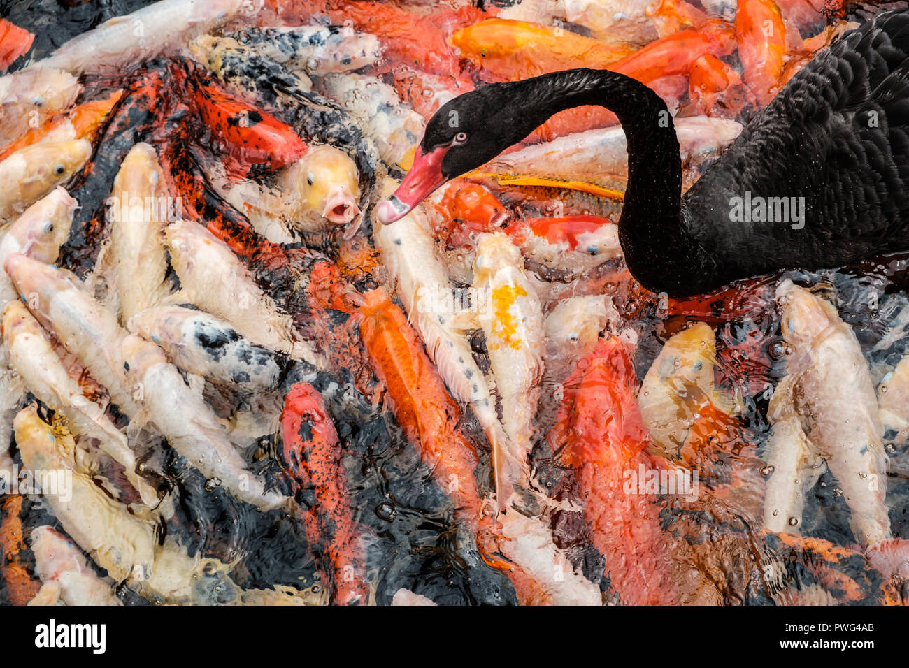 Black Duck schwimmen am Teich mit Golden koi Karpfen Fisch Stockfoto