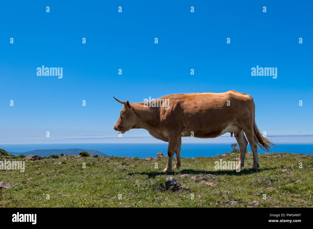 Kuh essen Gras. Kuh auf der Weide grasen Bauernhof Landschaft. Stockfoto