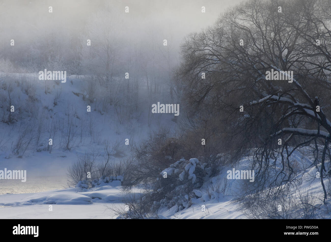 Nebel über dem Fluss an einem frostigen Morgen und Bäume im Schnee im Winter Stockfoto