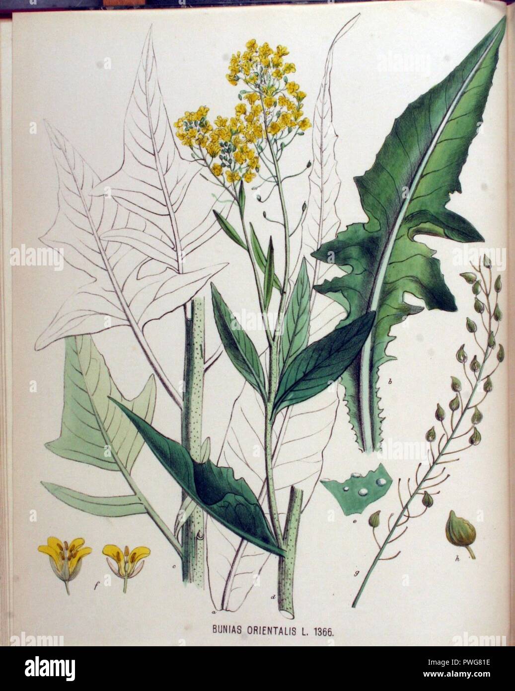 Bunias orientalis - Flora Batava - Band v 18. Stockfoto
