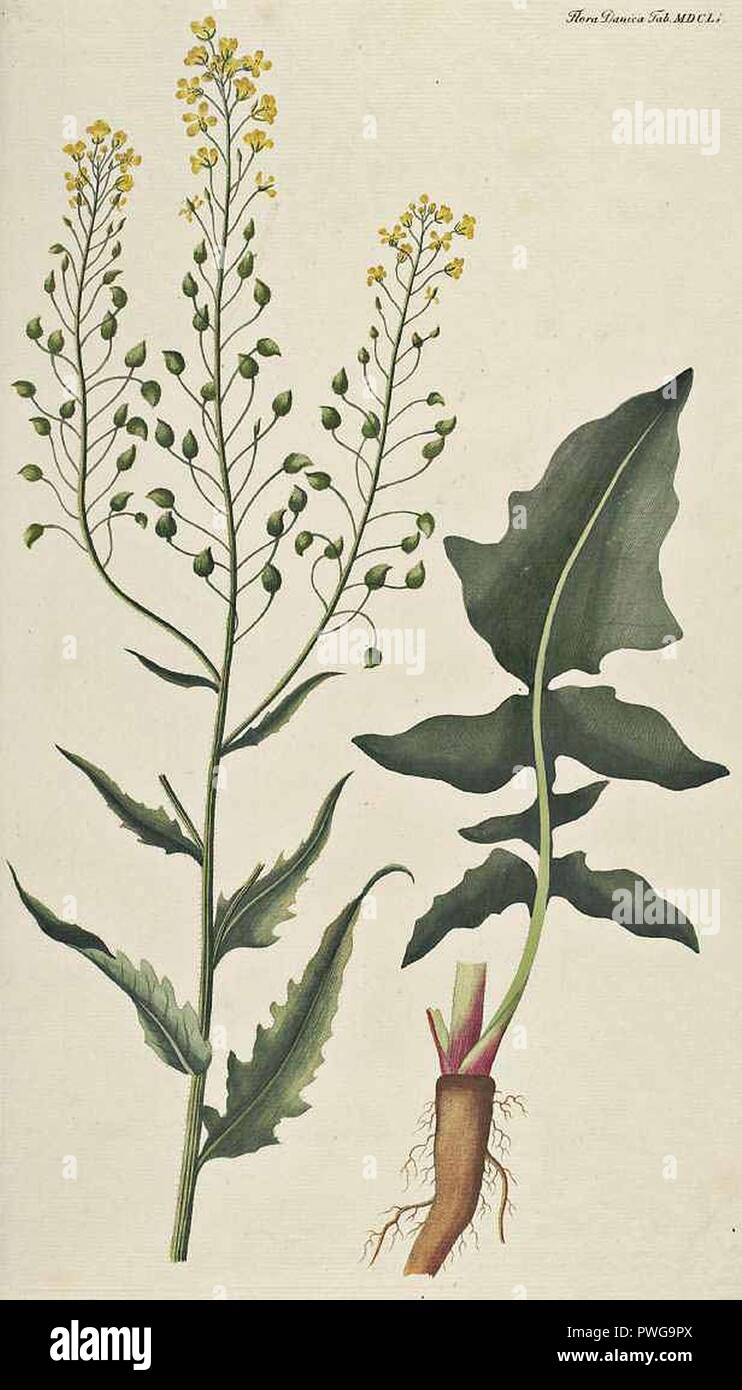 Bunias orientalis, Flora Danica 1651. Stockfoto