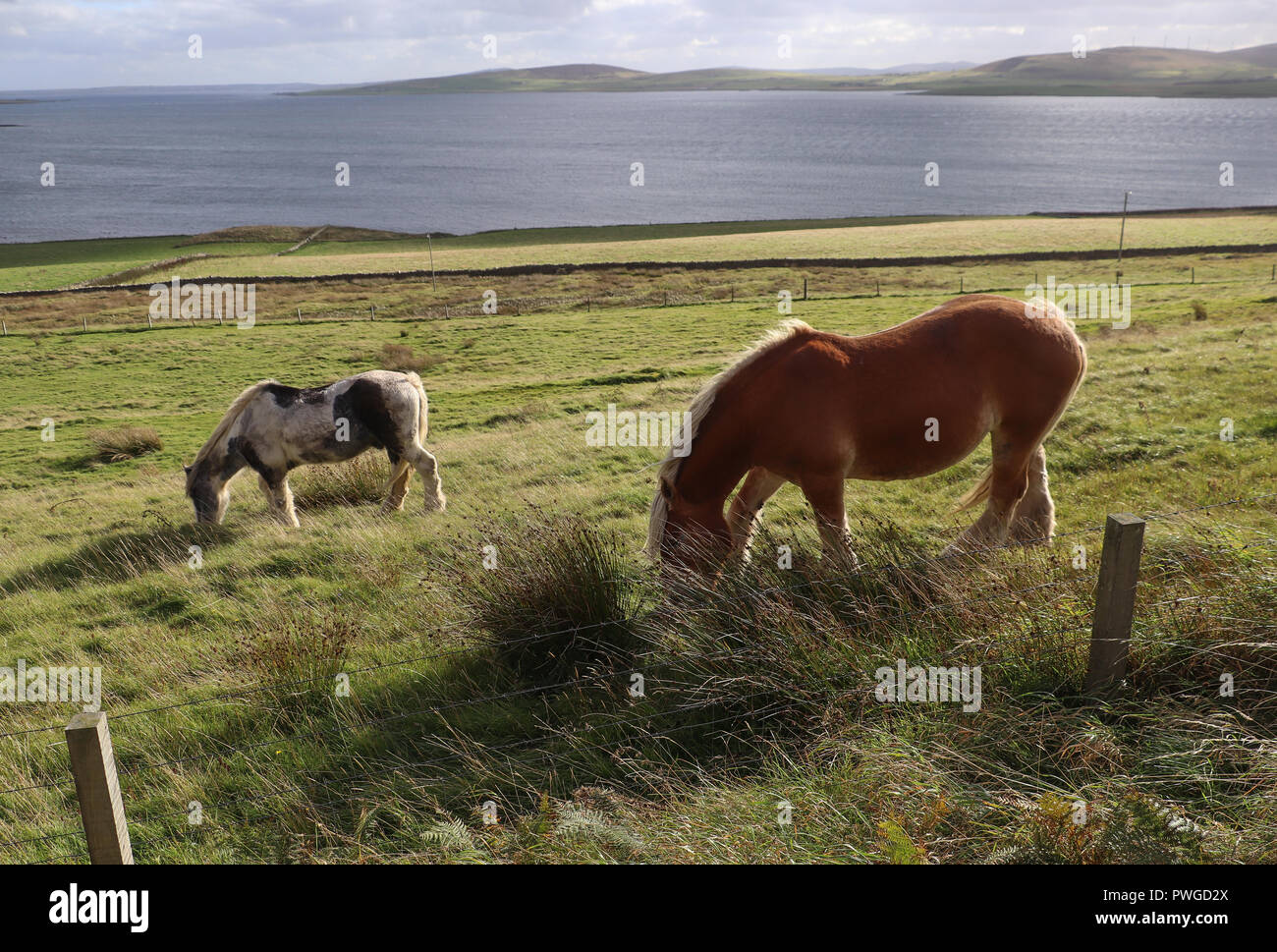 Zwei schöne Clydesdale Pferde weiden in einer Grasbewachsenen grünes Feld, die Pisten hinunter zum Ufer des Eynhallow Sound auf der Insel Rousay, Orkney, Schottland. Stockfoto