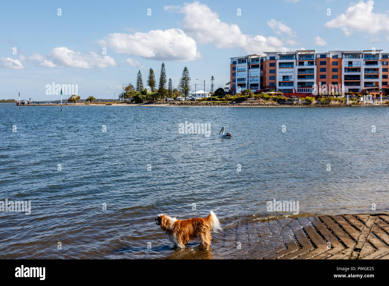Australische Pelikane und ein kleiner Hund am Goldenen Strand, Pelican Waters, Queensland, Australien Stockfoto