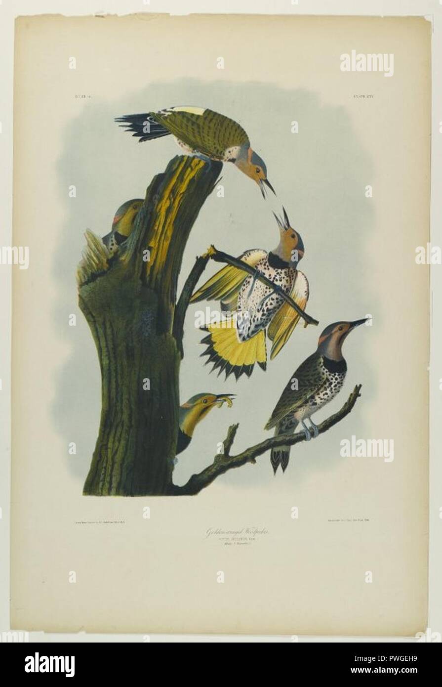 Golden-winged Specht - John J. Audubon. Stockfoto