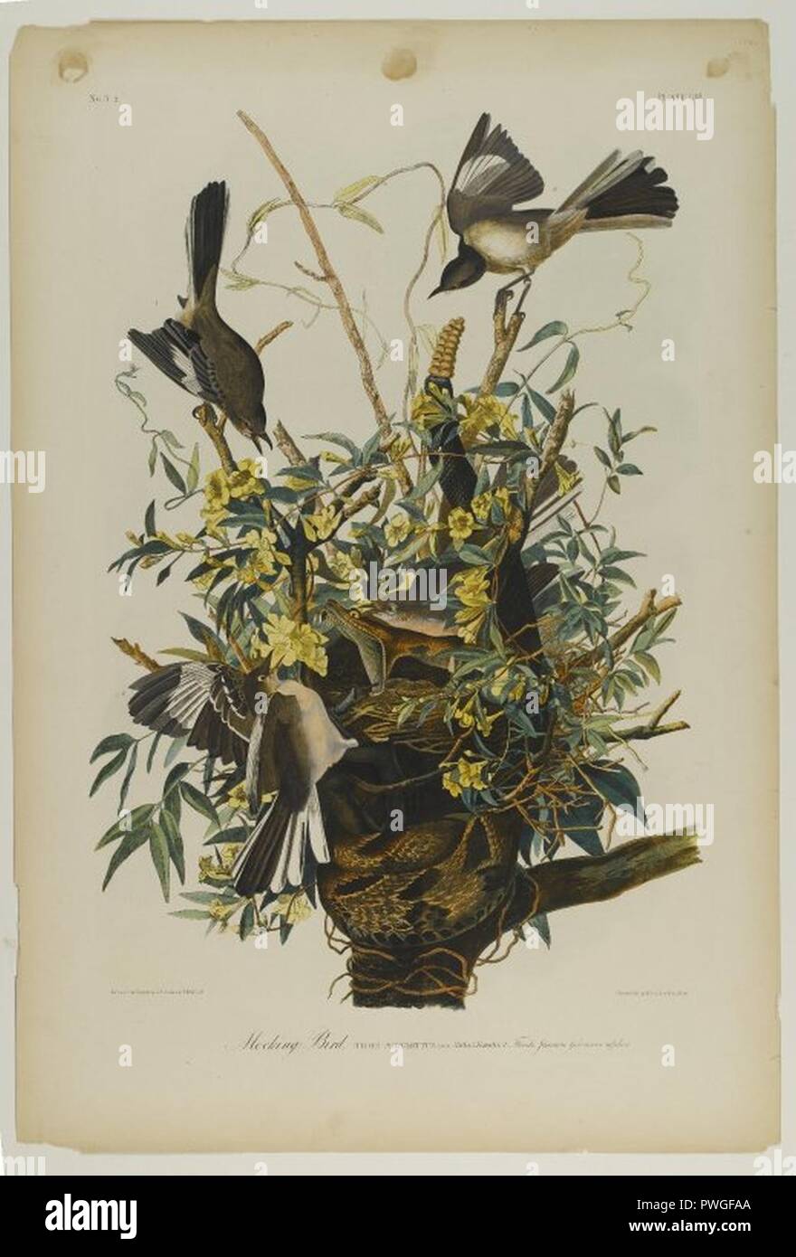 Mocking Bird - John J. Audubon. Stockfoto