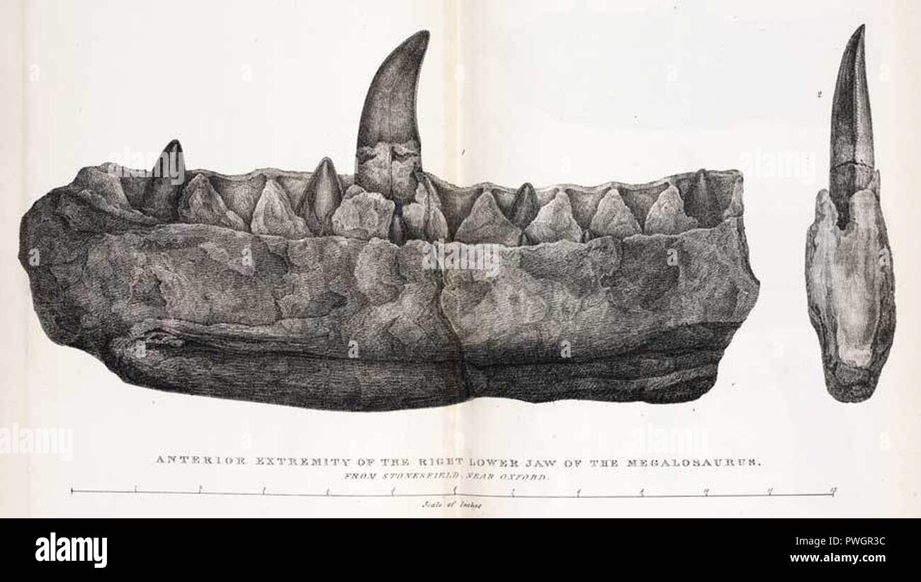 Buckland, Megalosaurus Kiefer. Stockfoto
