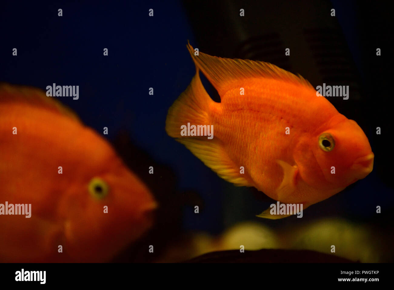 Nahaufnahme der Goldfische Schwimmen unter Wasser Stockfoto
