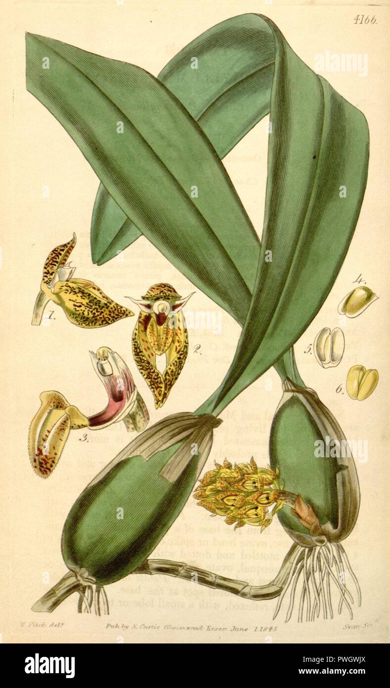 Bulbophyllum careyanum (buchstabiert Bolbophyllum) - Curtis '71 (Ser. 3 Nr. 1) pl. 4166 (1845). Stockfoto