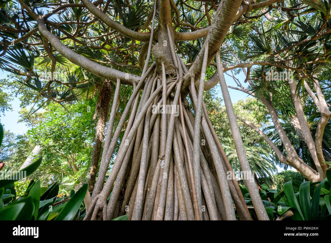 Pandanus utilis Baum, die Gemeinsame screwpine - luftwurzeln Stockfoto