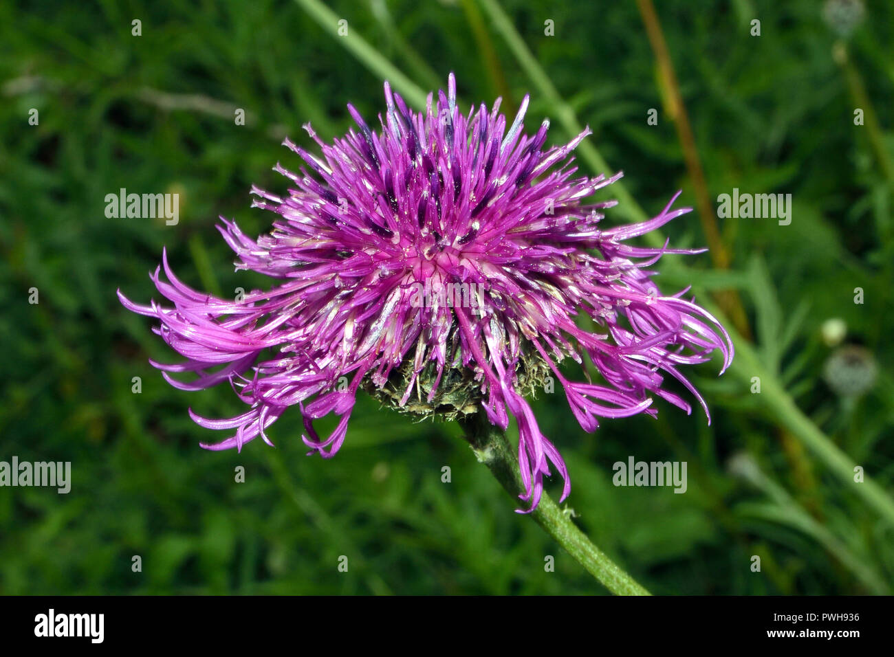 Flockenblume Centaurea scabiosa (größer) ist eine mehrjährige Pflanze, die in Europa. Es ist in Trockenrasen, Hecken und Klippen auf kalkreichen Boden gefunden. Stockfoto