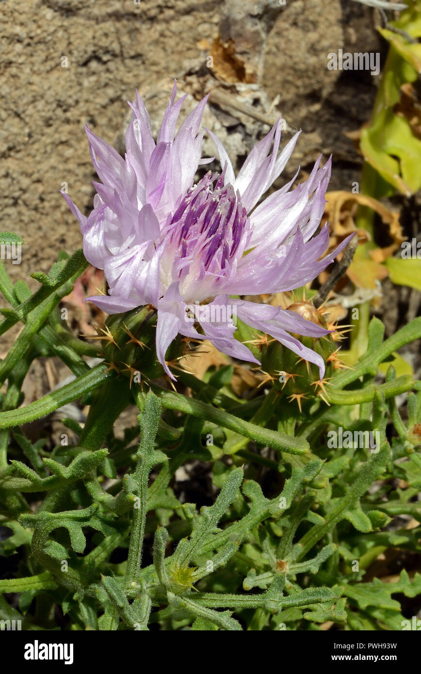 Centaurea sphaerocephala ist native zur Iberischen Halbinsel und zu den Ländern rund um das Mittelmeer. Stockfoto