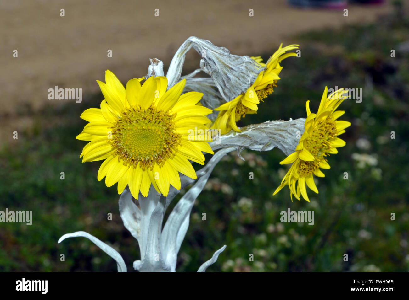 Cf Espeletia grandiflora (frailejon) ist Heimat in den hohen Anden zu Paramo. Dieses Bild wurde in der Chingaza Nationalpark getroffen. Stockfoto