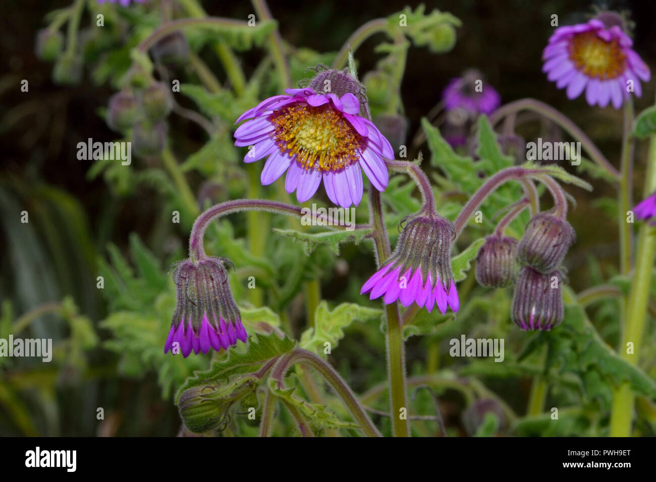 Senecio formosus ist in Kolumbien und Venezuela Anden in kalt Feucht paramo Moorlandschaften, Wiesen und Wäldern Lichtungen zwischen 3000-4500 m gefunden. Stockfoto