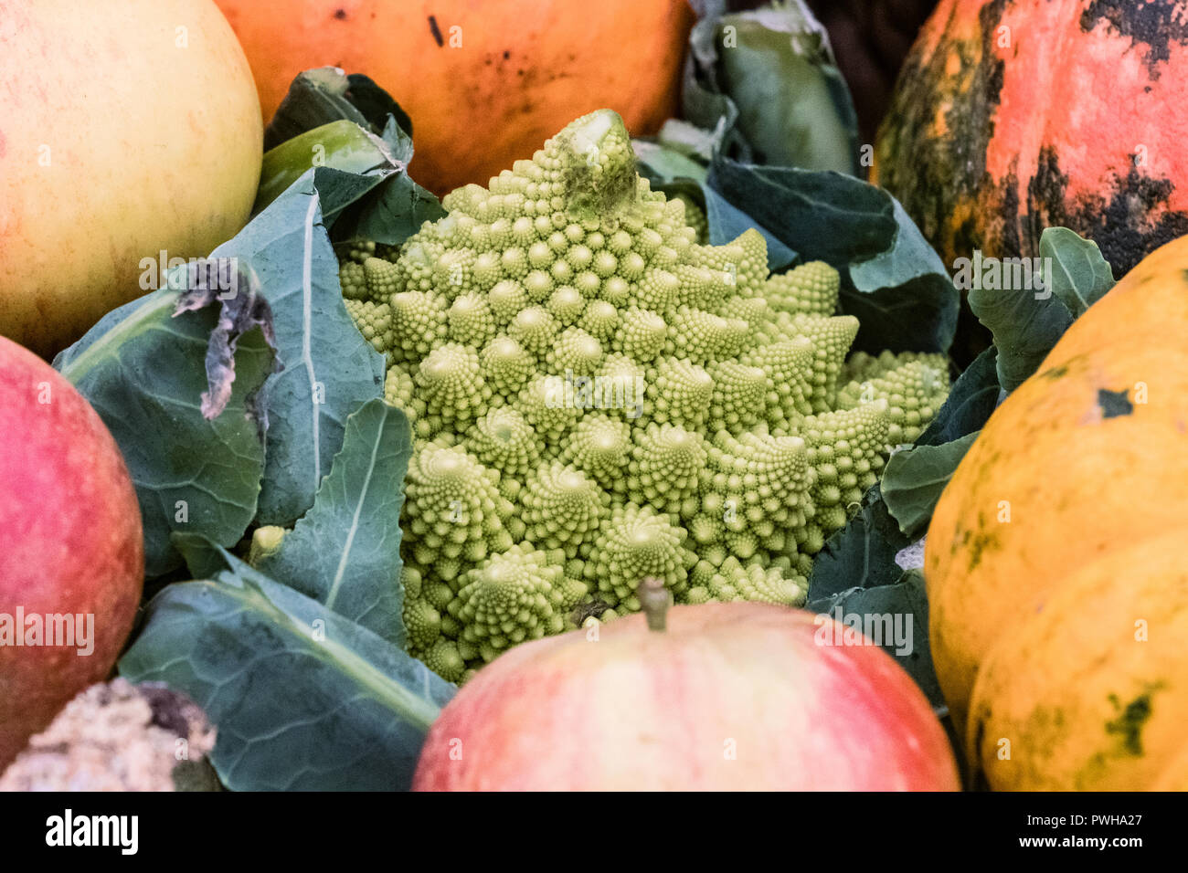 Eine Auswahl von Herbst Gemüse in einer Show Stockfoto