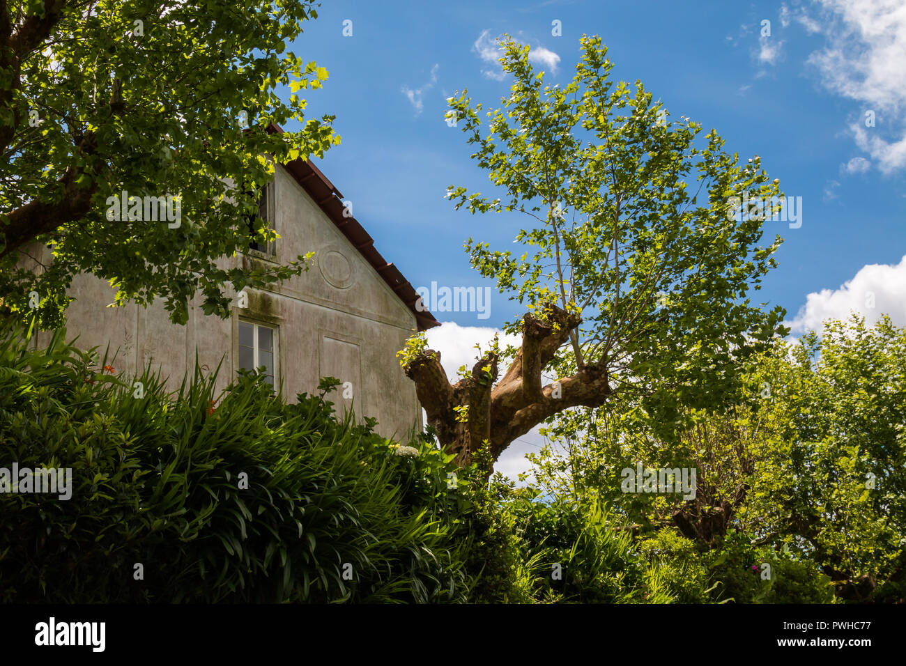 Älteres Haus umgeben von Natur: Bäume, Sträucher und Pflanzen, alles frisch grün im Frühling. Blauer Himmel mit weißen Wolken. Insel Sao Miguel, Azoren Stockfoto