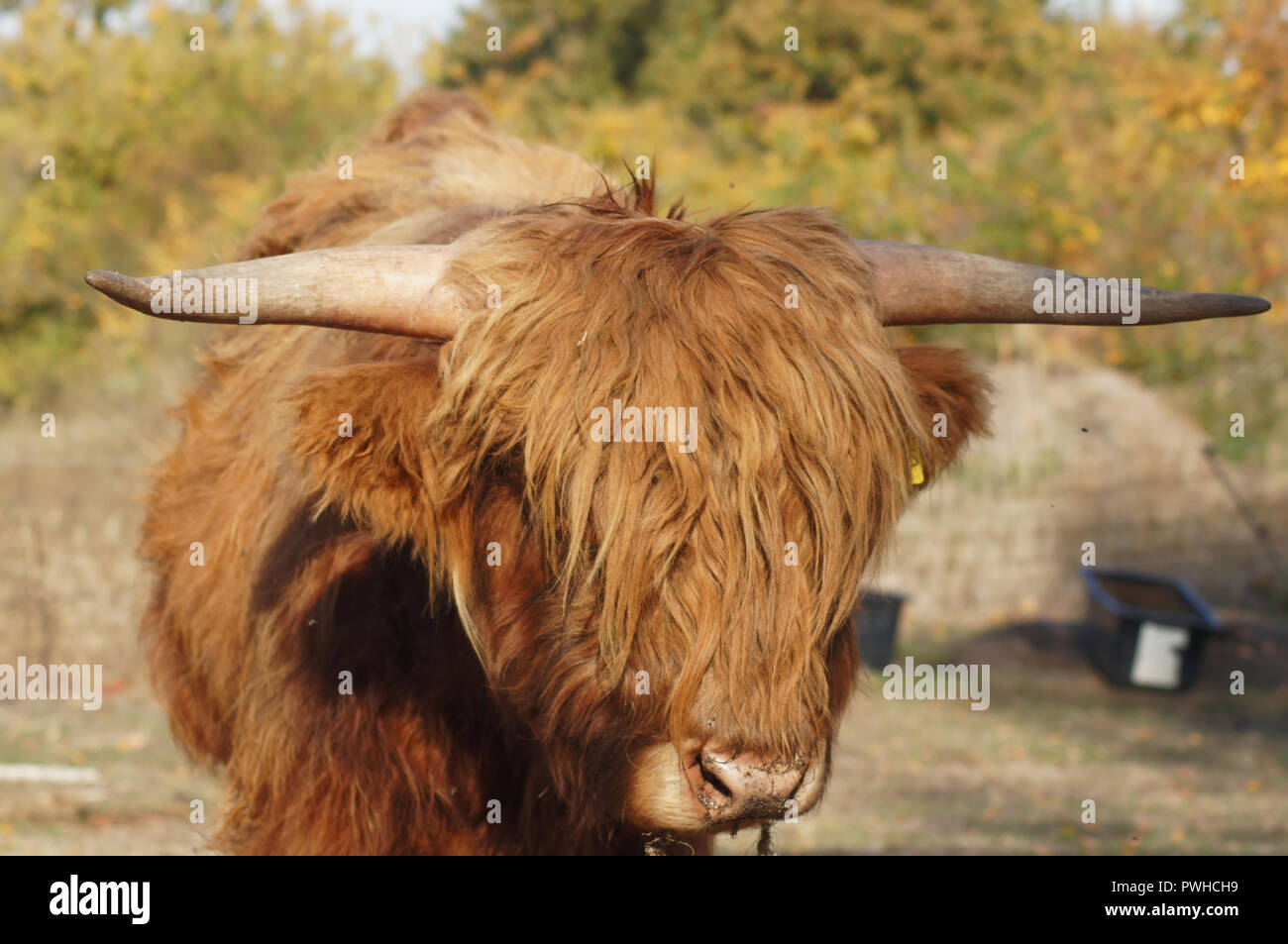 Schottische Hochlandrinder auf der Biobauern in der Weide Galloway, Kuh ...