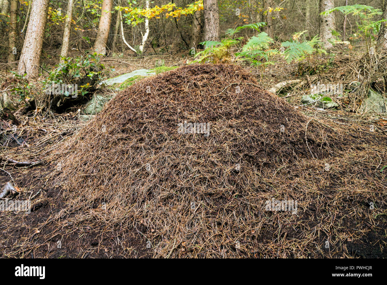 Waldameise (Formica rufa) Nest, Hamsterley Forest, County Durham, UK Stockfoto