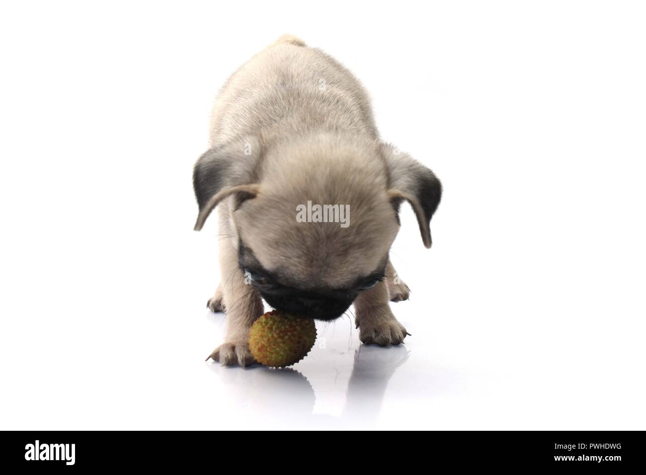 Niedliche Mops Hund spielt mit Ball isoliert auf weißem Hintergrund. Stockfoto