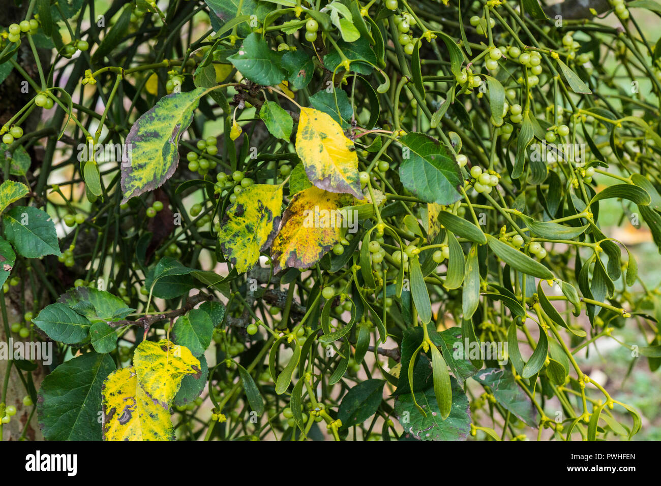 Die Mistel wächst in einem Apfelbaum (Viscum album) Stockfoto