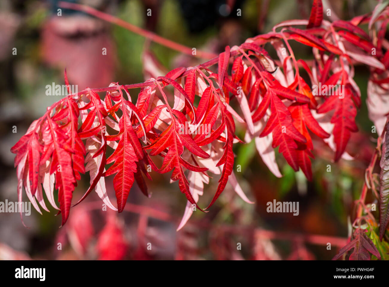 Die Blätter im Herbst einer Cut-Leaved von Hirschhorn sumach (Rhus typhina 'Dissecta') Stockfoto