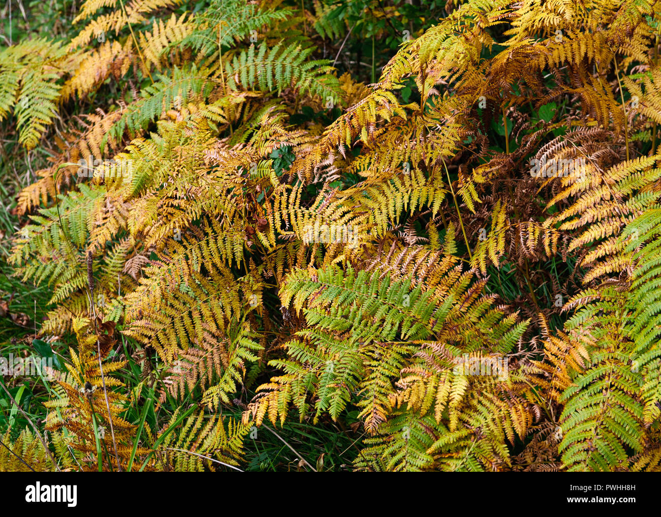 Herbst Hintergrund mit gelben Blättern Stockfoto
