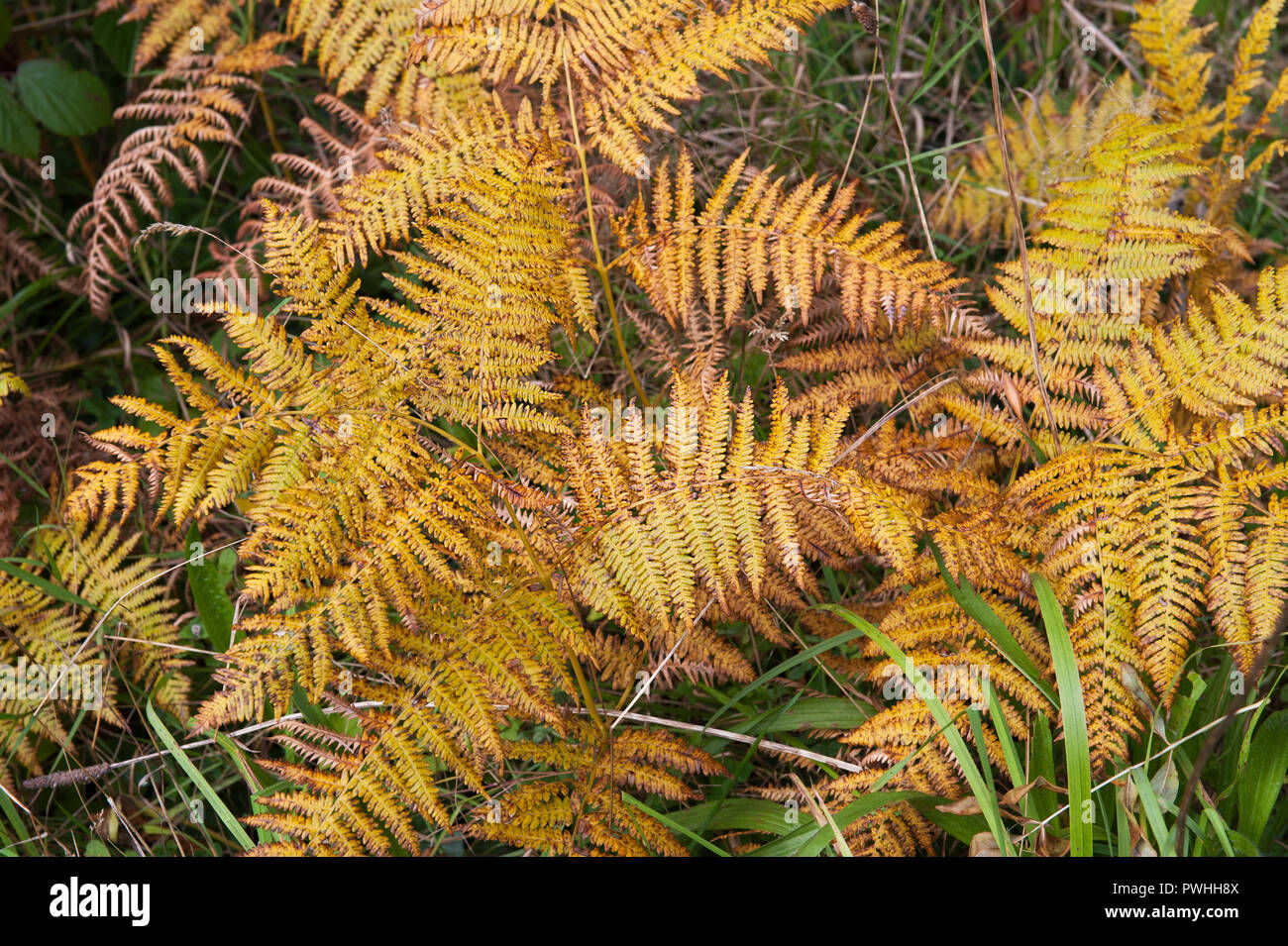 Herbst Hintergrund mit gelben Farne Blätter Stockfoto