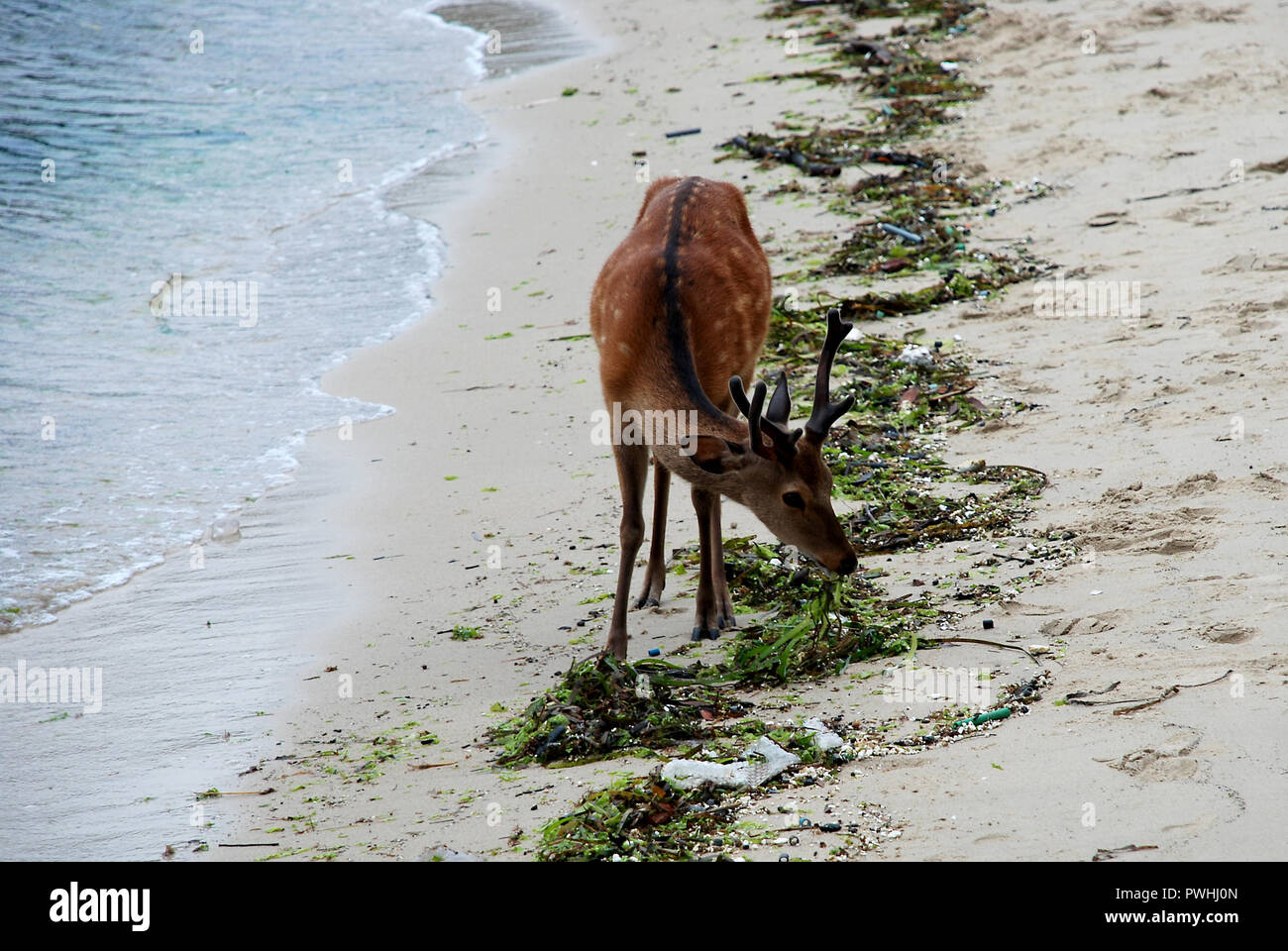 Ein reizendes Reh in Miyajima Schrein Stockfoto