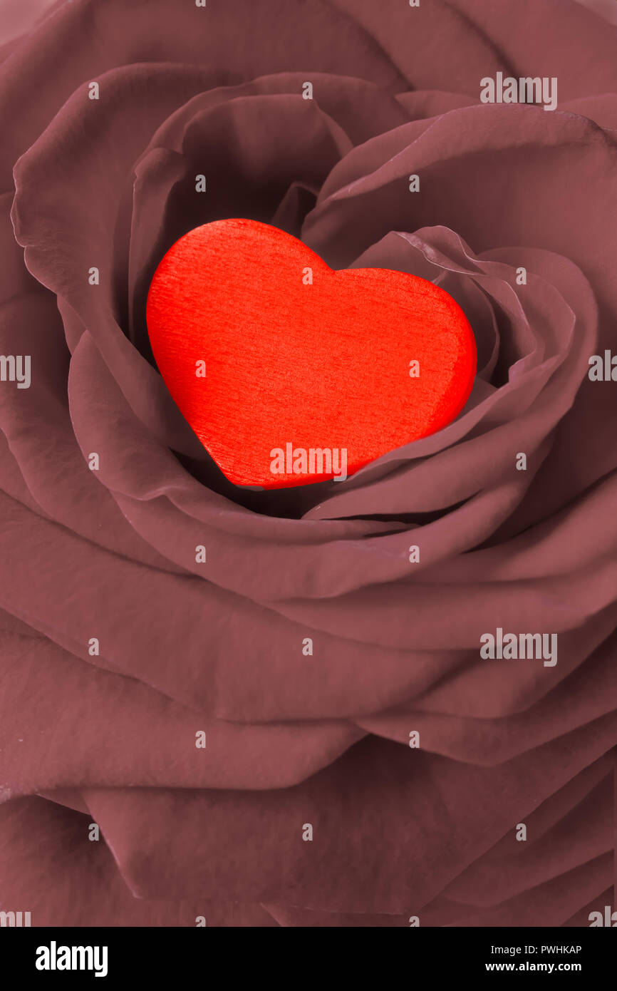 Rotes Herz in eine Rose Blume. Romantische Hintergrund Textur für einen Valentinstag oder Hochzeitstag Grußkarten-, entsättigt Wirkung. Stockfoto
