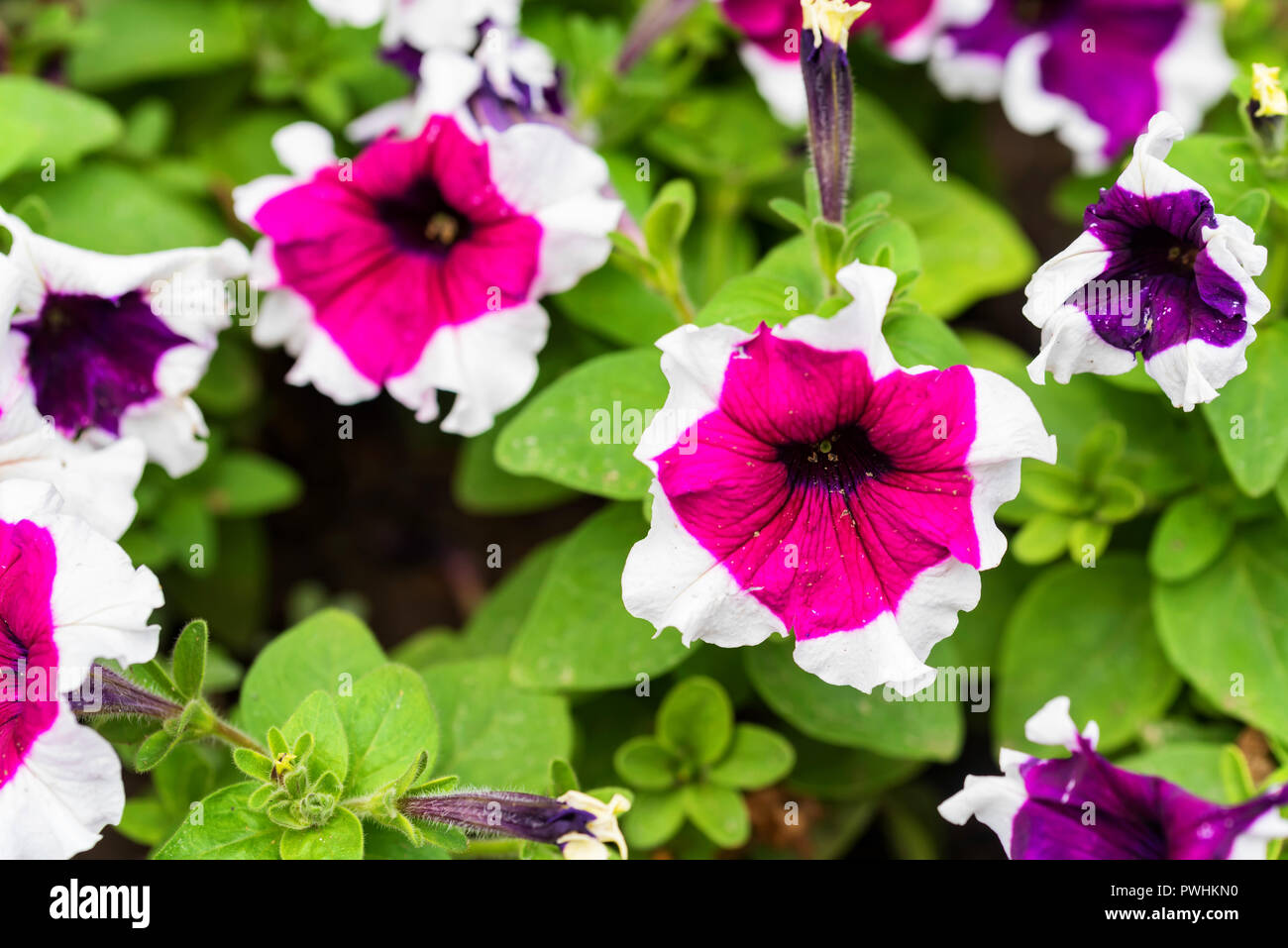 Bunte Petunia Blumen blühen im Garten Stockfoto