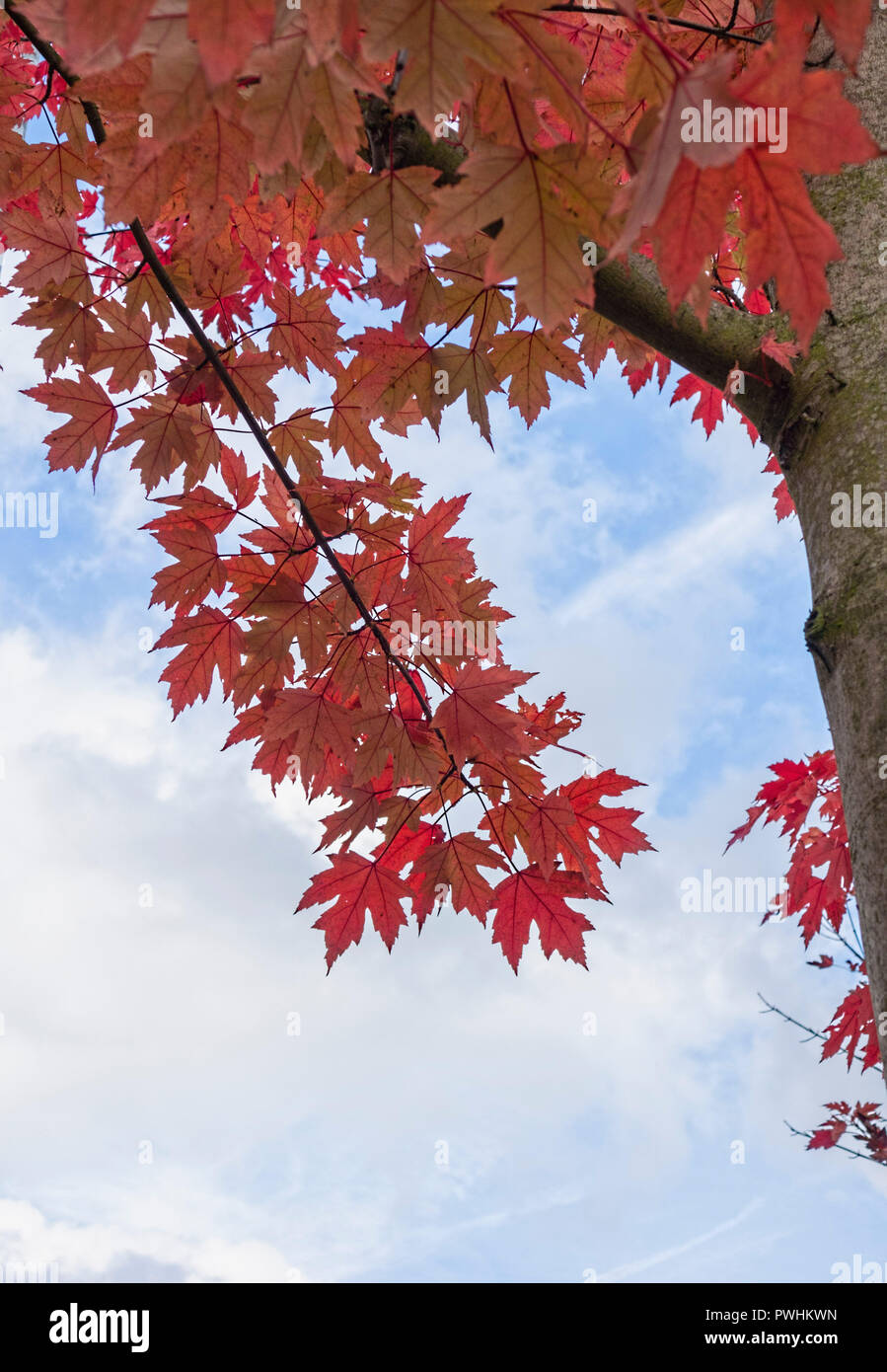 Rot Acer Baum UK Stockfoto
