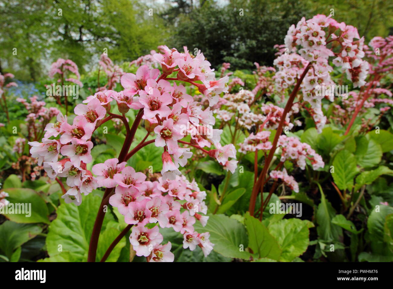 Bergenia 'Wintermarchen'. Elefanten Ohren Werk "Wintermarchen' in Blüte im Frühjahr, Großbritannien Stockfoto