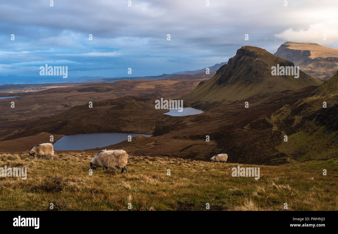 Schafe am Quiraing, trotternish Ridge, Isle of Skye, Schottland, Großbritannien Stockfoto
