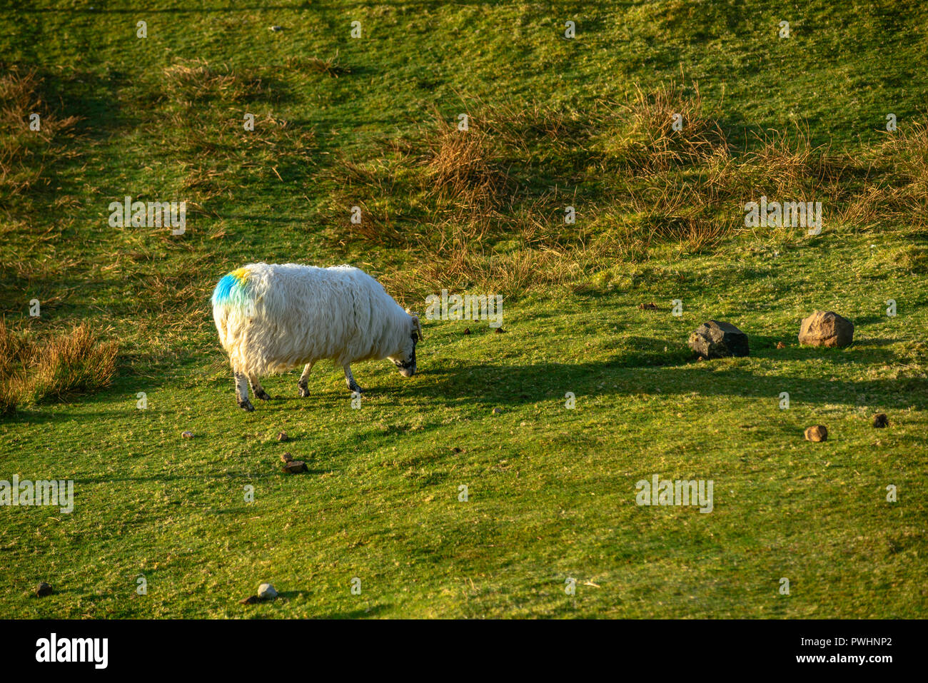 Schafe in goldenen Morgenlicht, Isle of Skye, Schottland, Großbritannien Stockfoto
