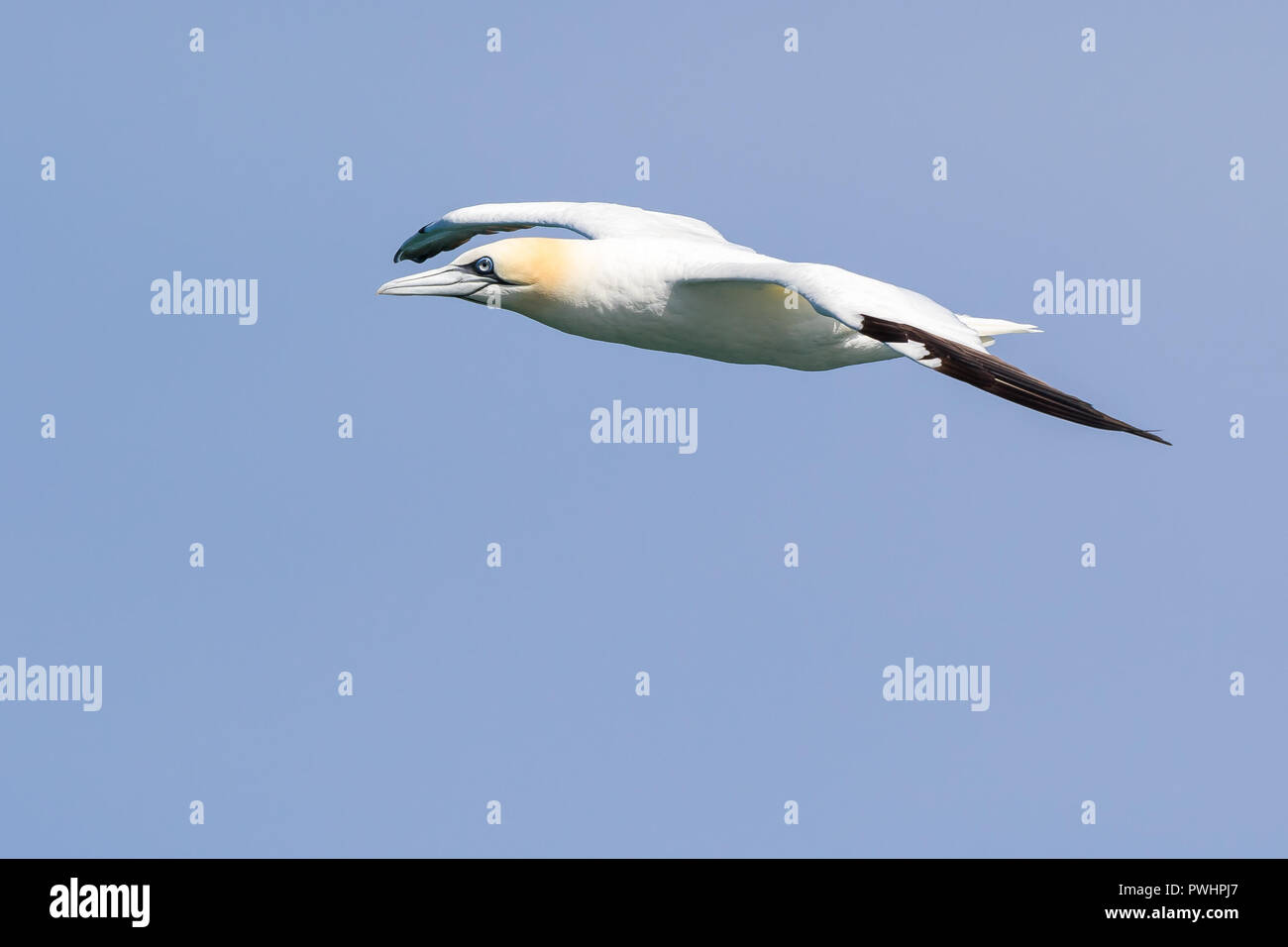 - Nahaufnahme, Seitenansicht von Northern Gannet (Morus bassanus) im Flug, Flügel ausgestreckt, 305 Meter hoch gegen den klaren, blauen Himmel Hintergrund, Rubrik links. Stockfoto