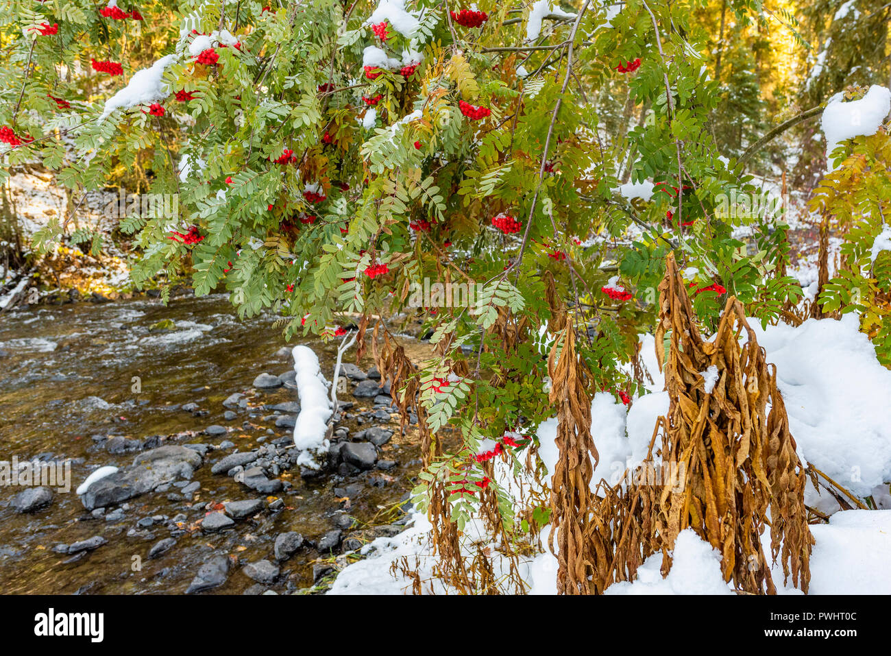 Bridge Creek, Centennial Park, 100 Mile House, British Columbia, Kanada Stockfoto