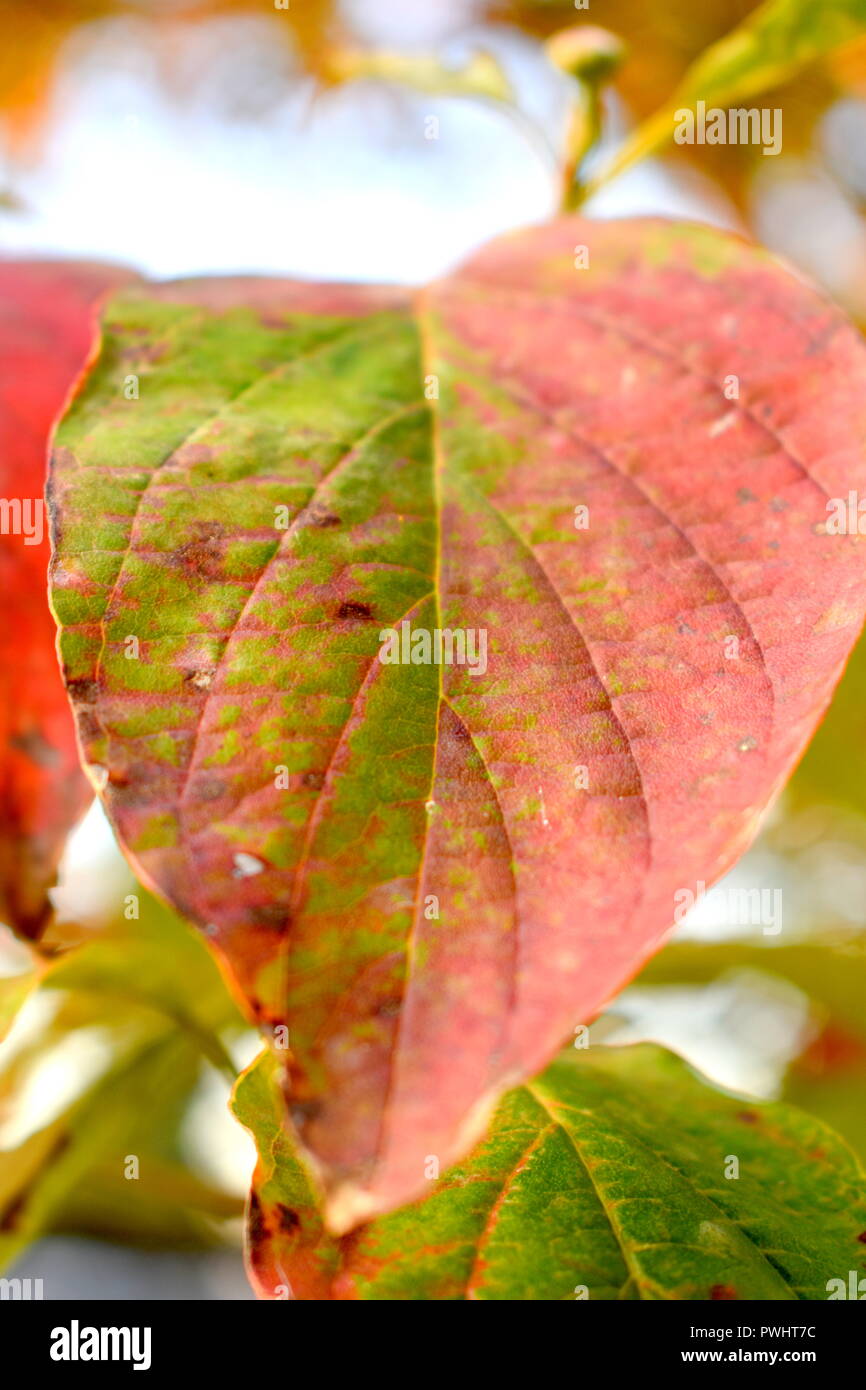 Ein Blatt Stockfoto