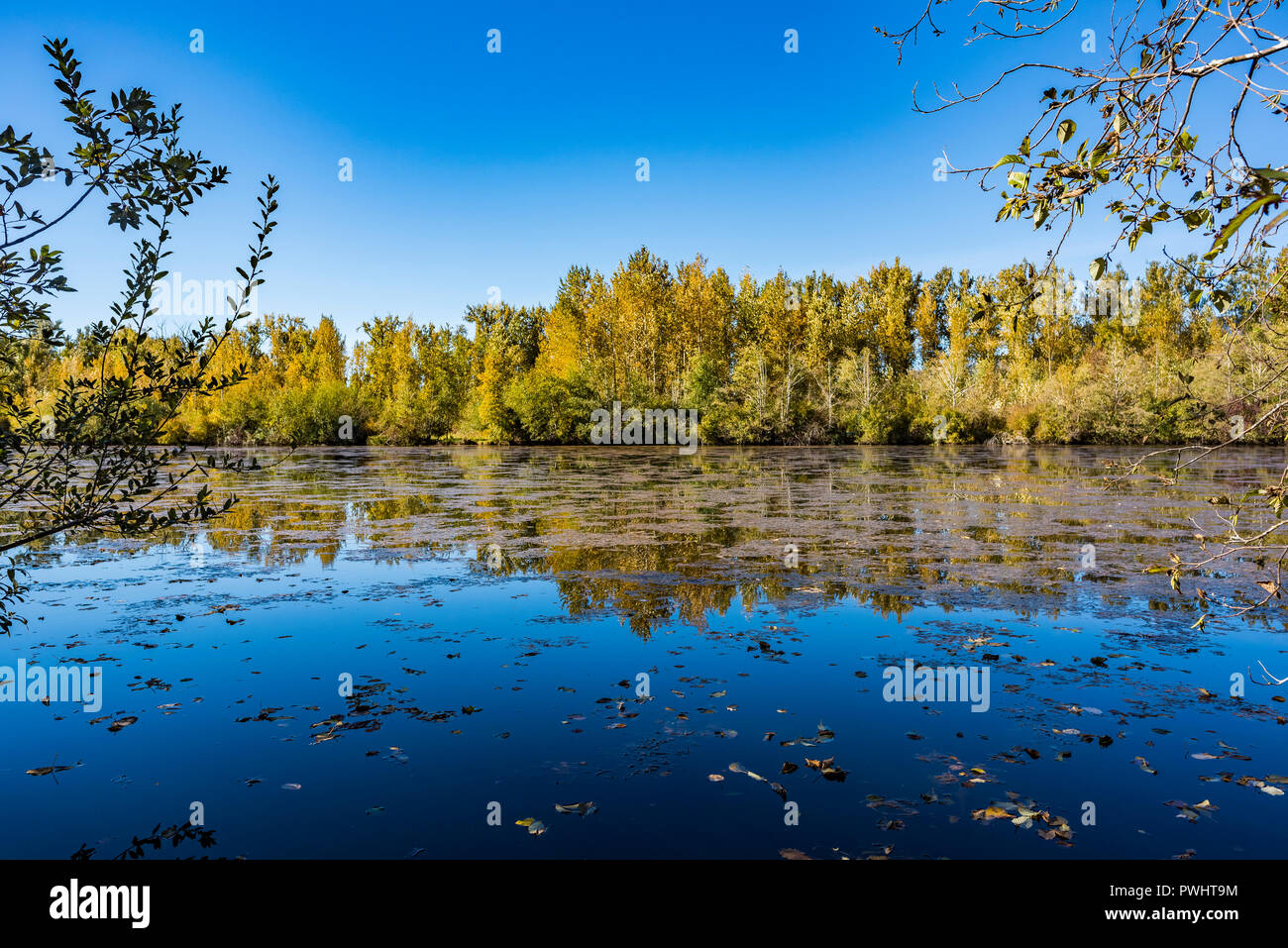 Great Blue Heron Nature Reserve, Chilliwack, British Columbia, Kanada Stockfoto