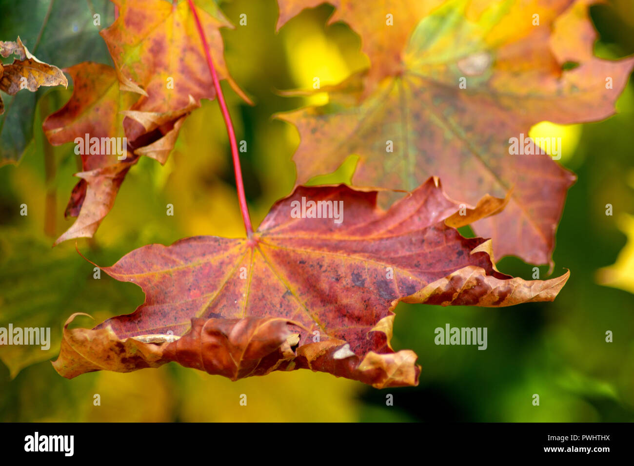 Konzept Natur: Herbst Blatt Stockfoto